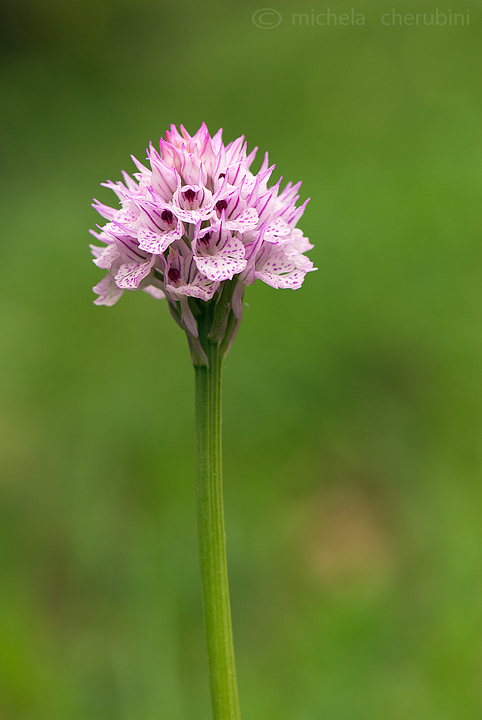 varie orchidee da determinare,qualcuno mi aiuta?